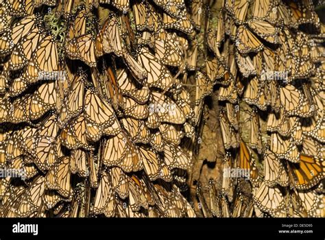 Las Mariposas Monarca Danaus Plexippus Sierra Chincua Santuario De