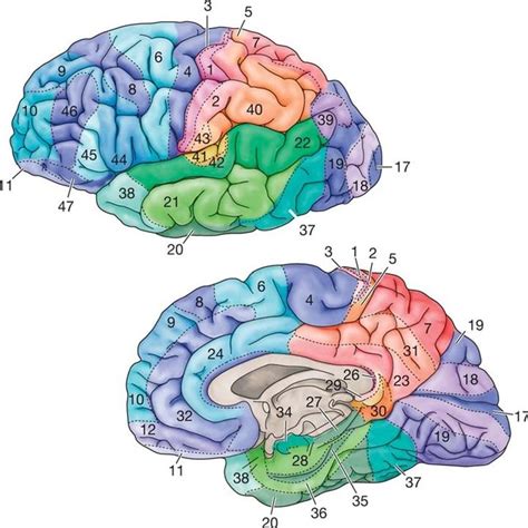 Visual Cortical Areas Including Brodmann Area 17 Primary Visual