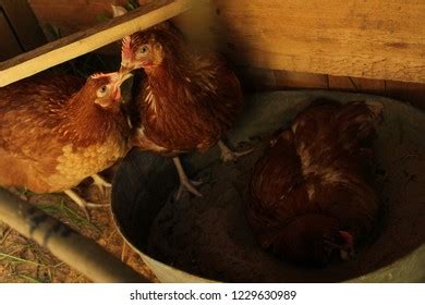 Lohmann Brown Chicken Village Poultry Farming Stock Photo 1229630989