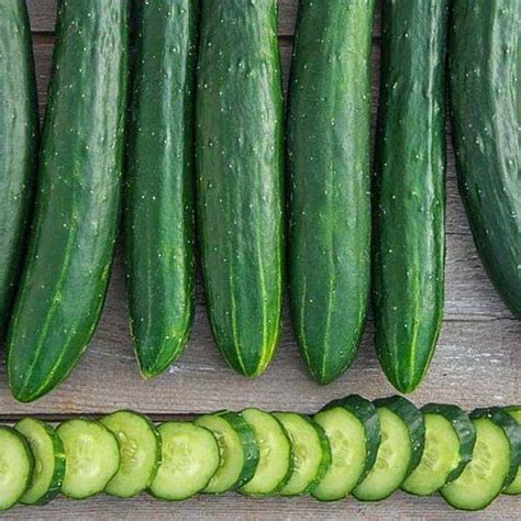 40 Best Cucumber Varieties You Want to Grow | Green Thumb Gardener