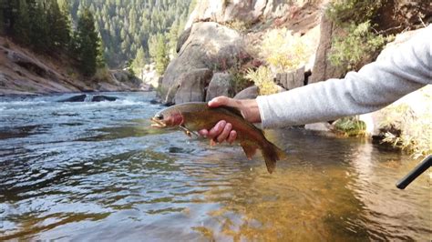 Cheesman Canyon offers great fly fishing close to Denver | 9news.com