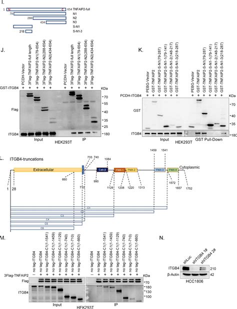 Figures and data in Integrin β4 promotes DNA damage related drug