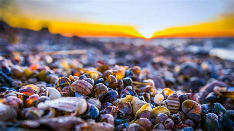 Shell Yeah! Let’s Dive Into the History of Hawaiian Seashells – Hawaiiverse