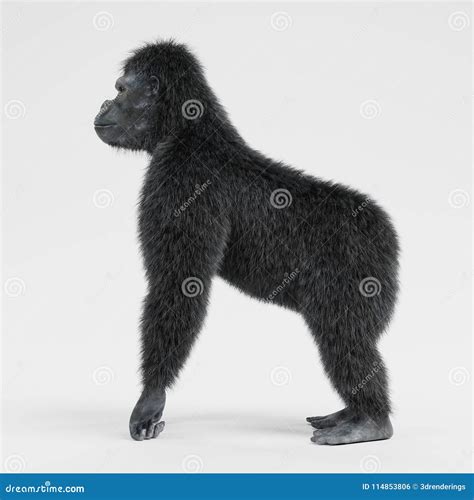 3d Render Of Gorilla Stock Illustration Illustration Of Gorilla