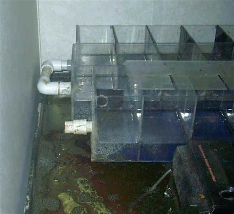 DIY crayfish breeding setup? | The Planted Tank Forum