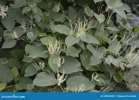 Flowers Of Asian Knotweed Fallopia Japonicashoots Of Japanese