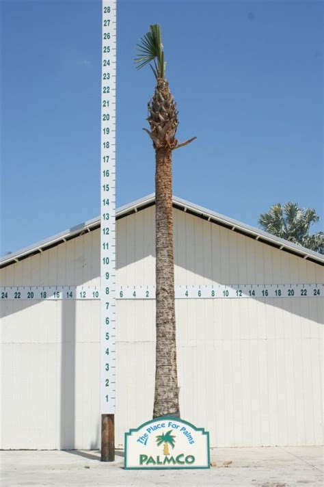 Sabal Palm | Sabal Palmetto | Palmco - Wholesale Palms, Florida