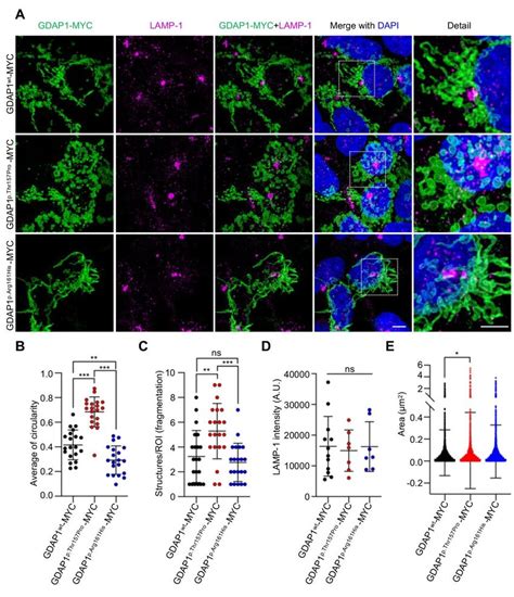 Morphological Defects In The Mitochondrial Network Caused By Gdap