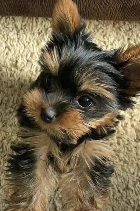 Teacup Yorkie Guide: Lifespan, Price, Size & More!