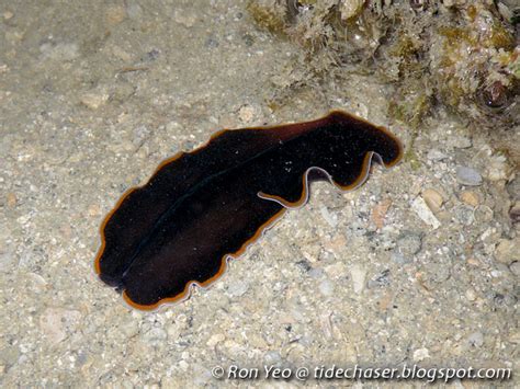 The Tide Chaser Flatworms Phylum Platyhelminthes Of Singapore