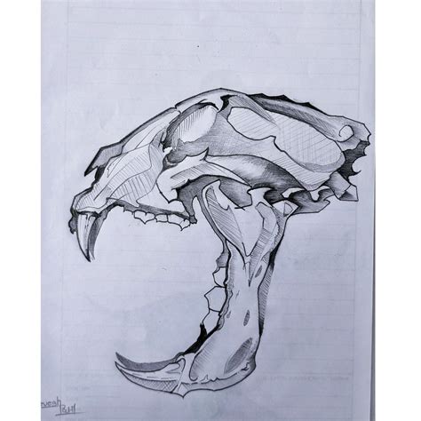 Saber Tooth Tiger Skull | Deer skull drawing, Tiger skull, Skeleton ...