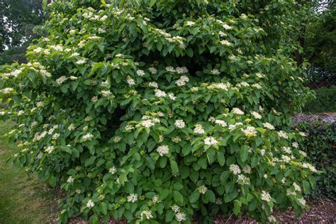 How To Grow And Care For Silky Dogwood