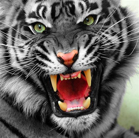 Tiger's Roar by AuroraArt on DeviantArt