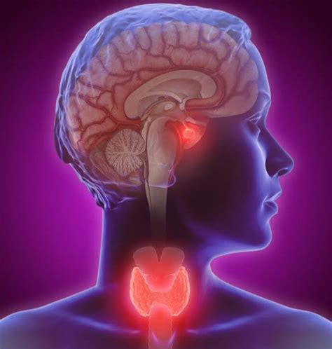 Queens Endocrinology | Top Endocrinologists In Forest Hills, Queens, NY 