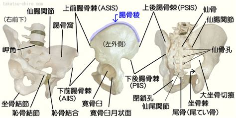 人体の主な骨の名称｜高津整体院