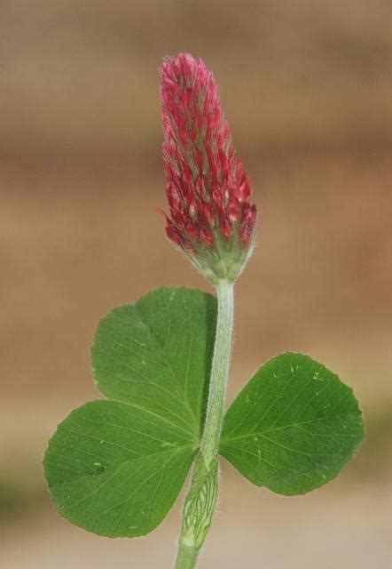 Trifolium incarnatum - Alchetron, The Free Social Encyclopedia