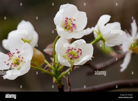 Asian Pear Tree Blossoms Pyrus Pyrifolia Stock Photo Alamy