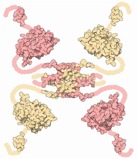 p53 is both your genome’s guardian and weakness against cancer ... 