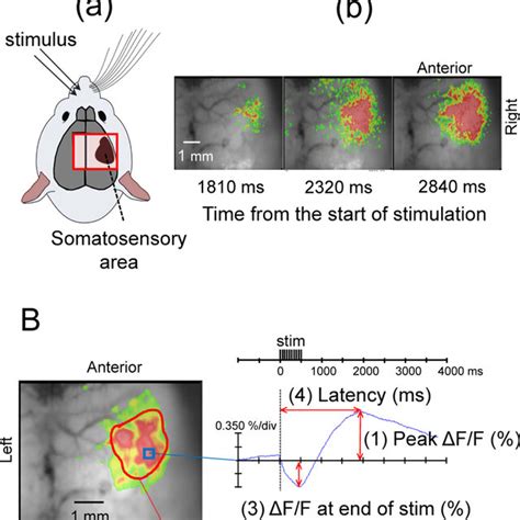 Flavoprotein Fluorescence Imaging Of The Cortical Somatosensory Cortex