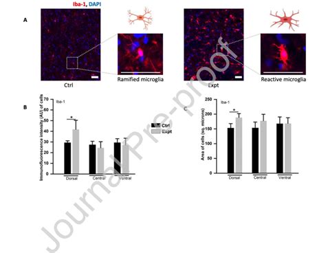 A Histology Samples Illustrating Iba Red And Dapi Blue