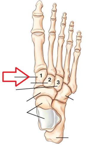 Chap 6- Navicular, Cuneiforms, and Cuboid (4 of ) Flashcards | Quizlet