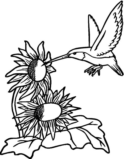 Hummingbird Coloring Pages free Printable – ColoringMe.com