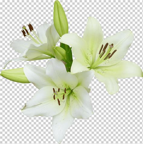 Lirios asiáticos blancos flor corredor pascua lirio flor silvestre