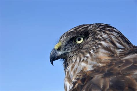 Photographing Birds Of The Eyre Peninsula With Fran Solly Australian