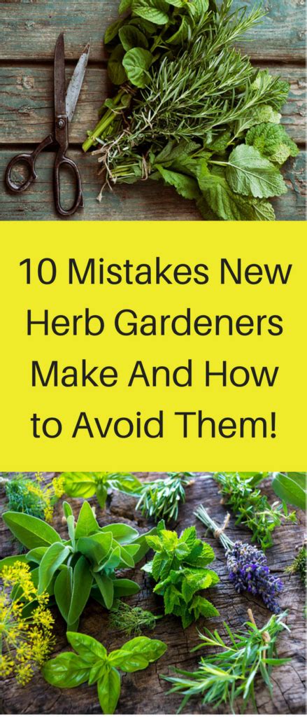 10 Mistakes New Herb Gardeners Make And How To Avoid Them