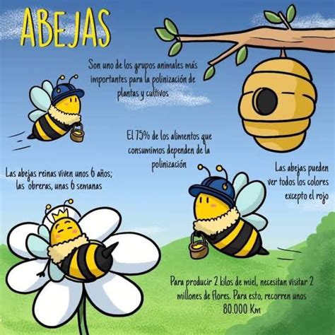 EL DESARROLLO DE LA ABEJA Para Explicar El Desarrollo De La Abeja