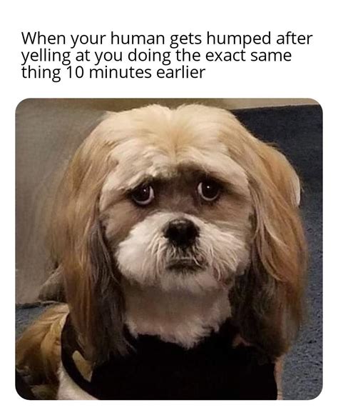 Judgmental Dog Meme format : r/memes