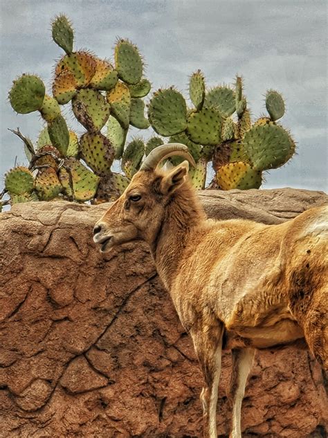 Sonoran Desert Museum : r/Tucson