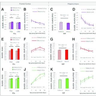 Sex Differences In NMDA Receptor Signaling Proteins In PSD And CSM