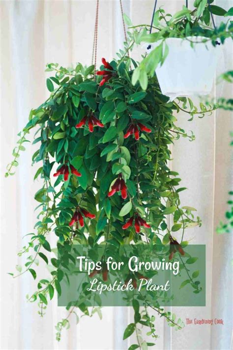 Lipstick Plant Care How To Grow Aeschynanthus Radicans