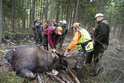 Ndra Jaktlagen F R B Ttre Lgf Rvaltning Svensk Jakt