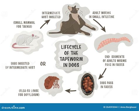 Lifecycle Of The Tapeworms In Dogs. Intestinal Parasites. Vector Illustration | CartoonDealer ...