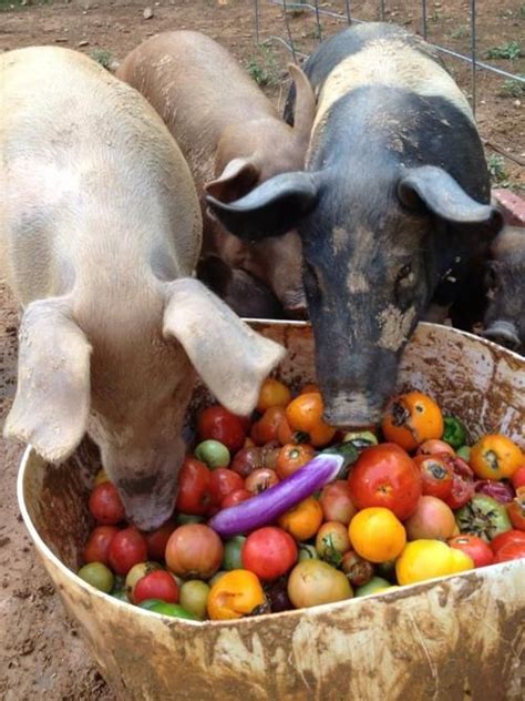 Pigs Eating Vegetables And Cute Piggies On Pinterest