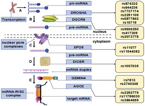 Identification Of Diagnostic And Prognostic Biomarkers For Cancer