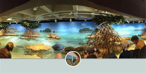 Shark And Ray Touch Tank Mural By Robert Evans Murals Inc At New