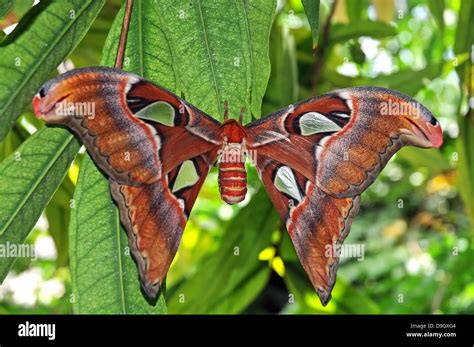 Giant Silk Moth