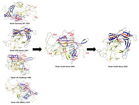 Viruses Free Full Text Perspectives On The Evolution Of Porcine