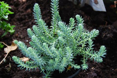 Blue Spruce Sedum Reflexum Creeping Ground Cover Stonecrop In 2022