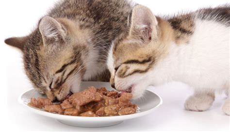 6 Best Wet Cat Food Your Cat Will Simply Love Dec 2020