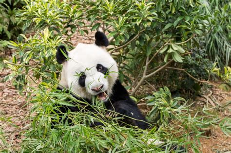 Le Sanctuaire Des Pandas Dans Le Sichuan