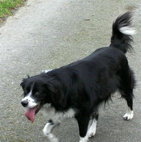 Irish Border Collie Photograph By Joseph Doyle Fine Art America