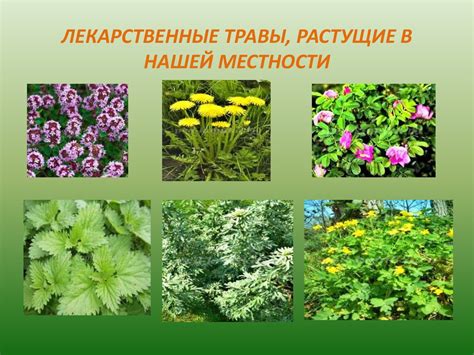 Картинки лекарственные растения для дошкольников