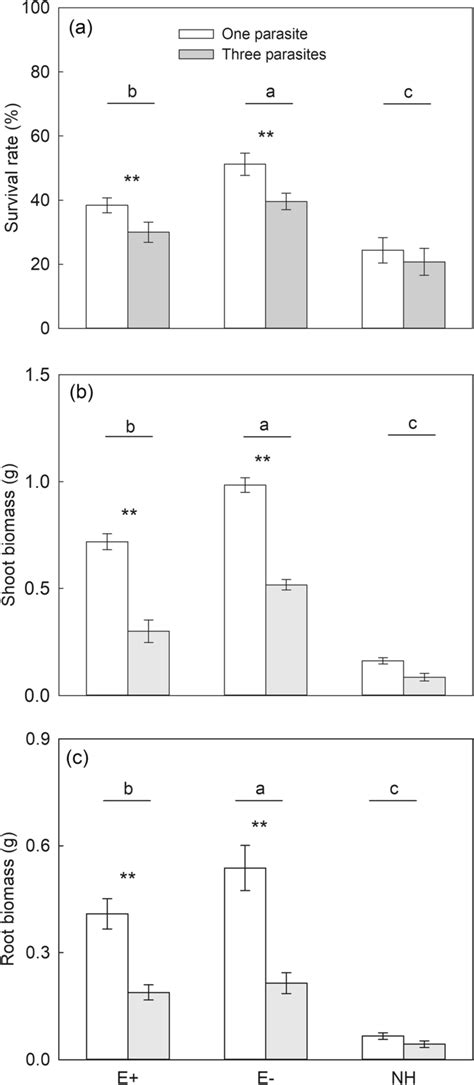 Effects Of Host Attachment And Endophyte Infection Status On The