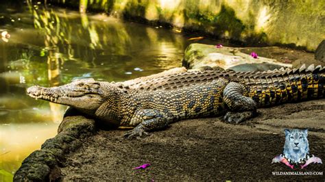 Top 10 Most Dangerous Animals In The World Wildanimalsland