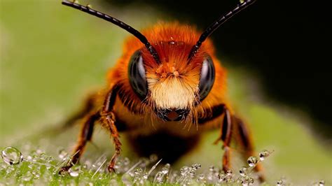 Wallpaper Animals Nature Wildlife Bee Flower Flora Fauna Close