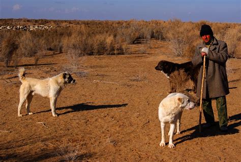 Karakum Desert: natural wonder in Turkmenistan- Ayan Travel